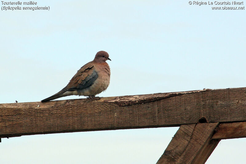 Laughing Dove