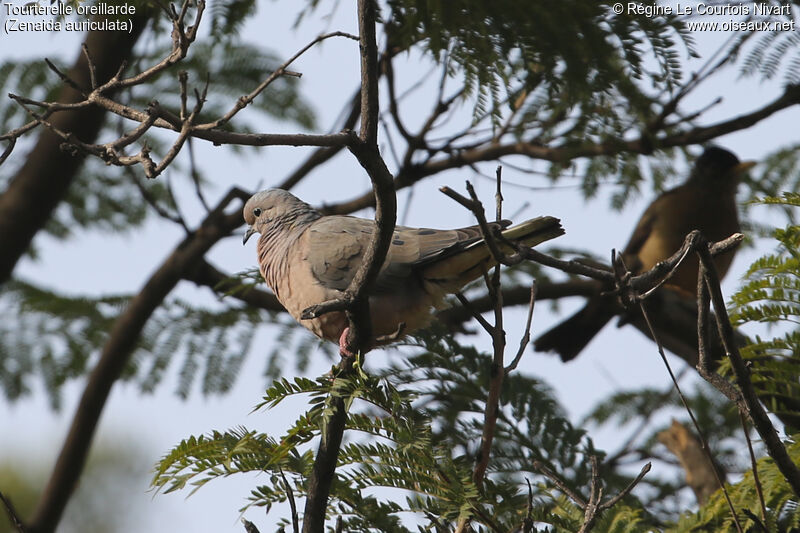 Eared Dove