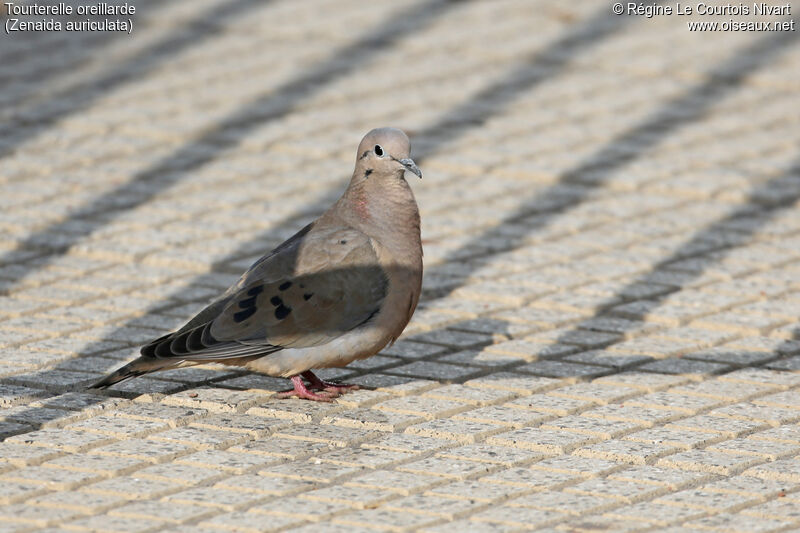 Eared Dove