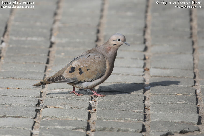 Eared Dove