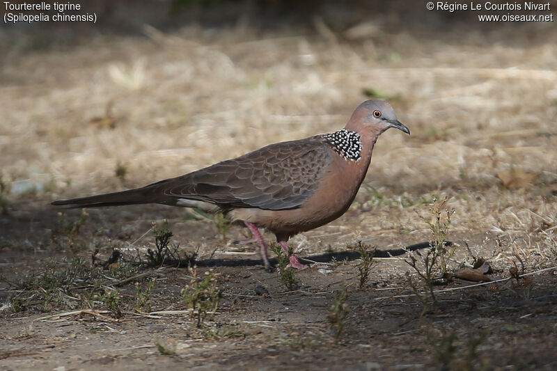 Spotted Dove