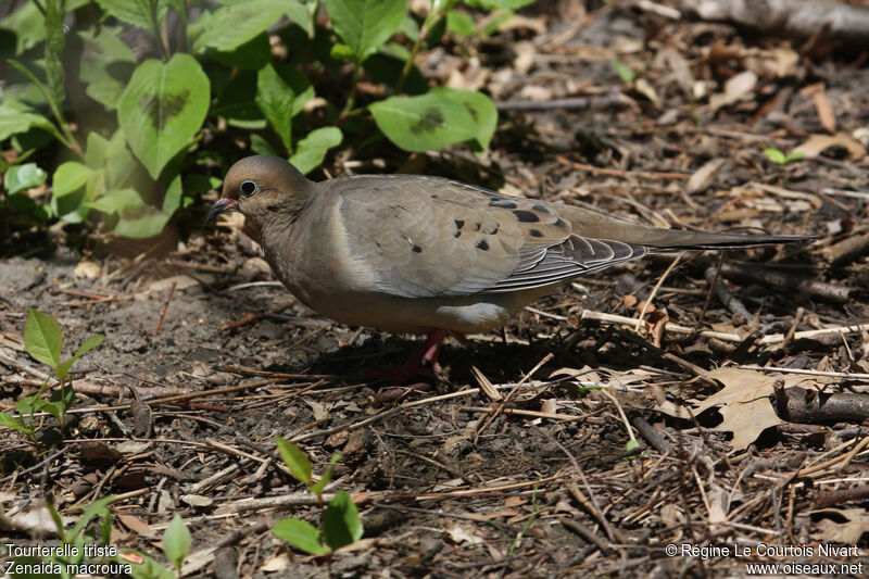 Mourning Dove