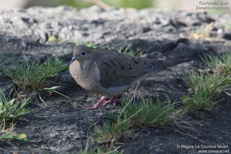 Mourning Dove