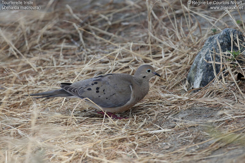 Mourning Dove