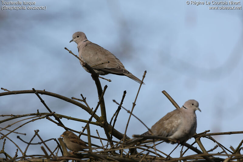 Eurasian Collared Dove