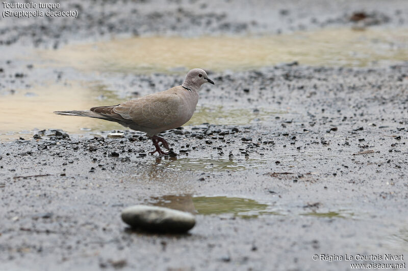 Eurasian Collared Dove