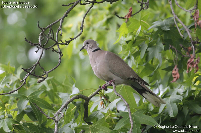 Eurasian Collared Dove