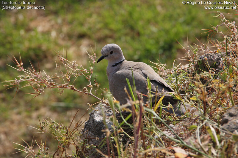 Eurasian Collared Dove