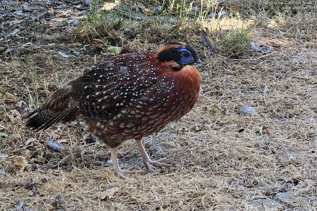 Tragopan de Temminck