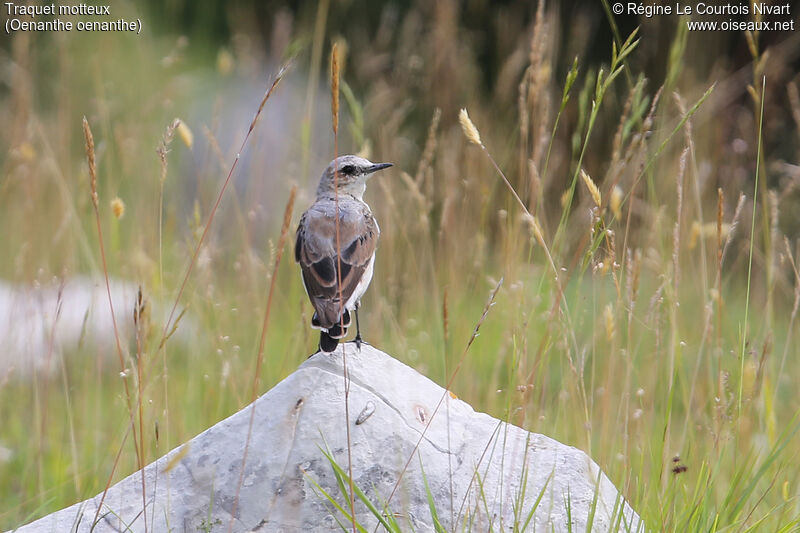 Northern Wheatear