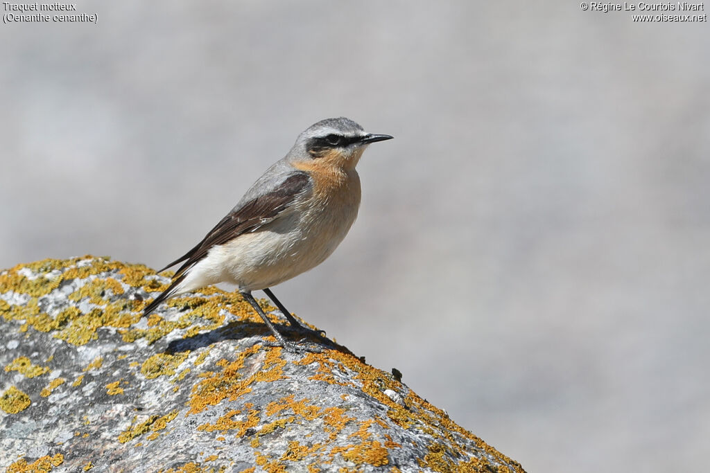 Northern Wheatear