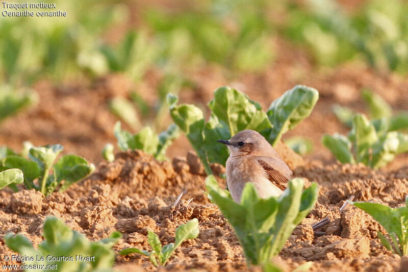 Northern Wheatear female adult