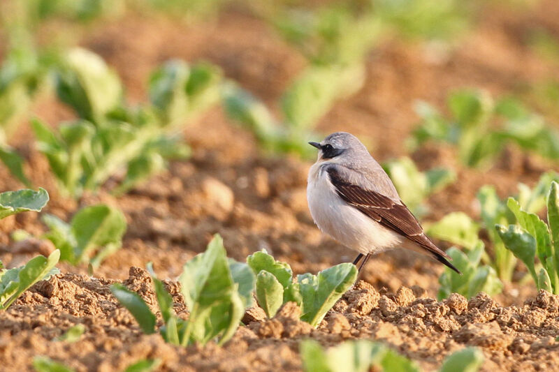 Northern Wheatear male adult