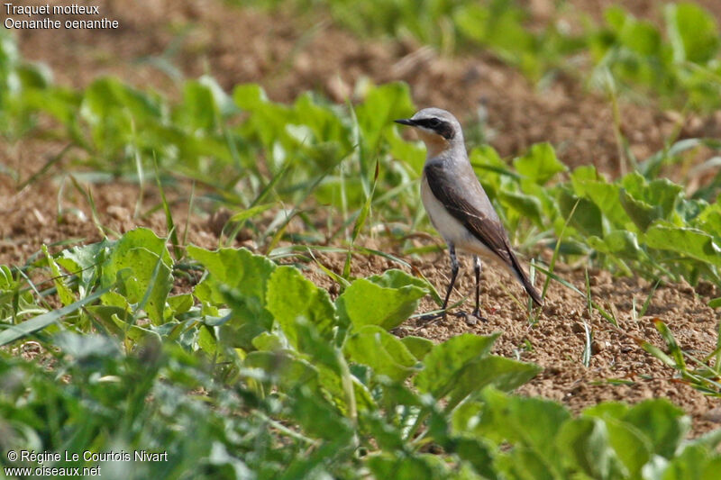 Northern Wheatear male adult