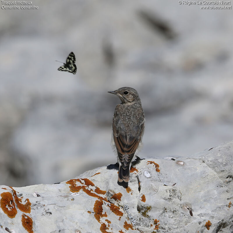 Northern Wheatearjuvenile