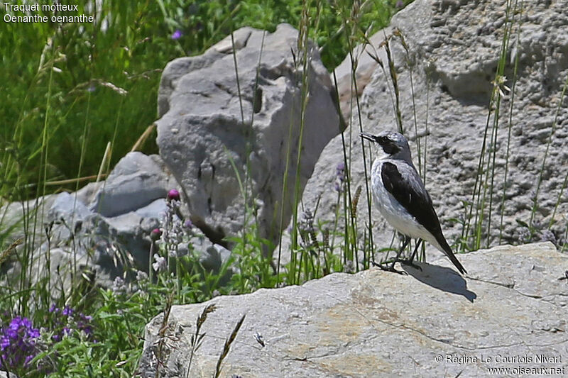 Northern Wheatear male adult