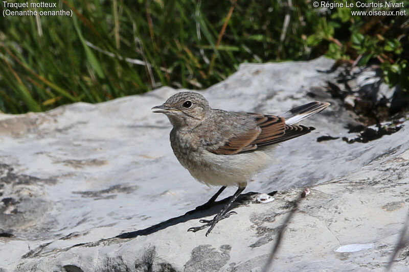 Northern Wheatearjuvenile