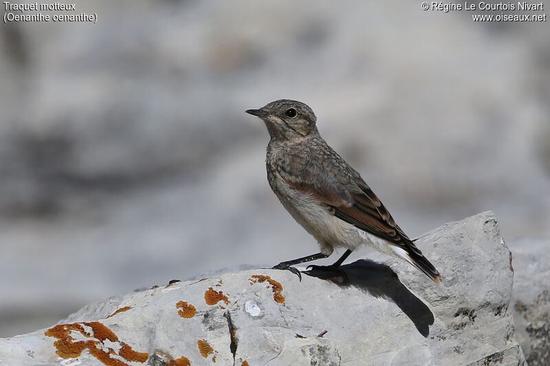 Traquet motteuxjuvénile, identification