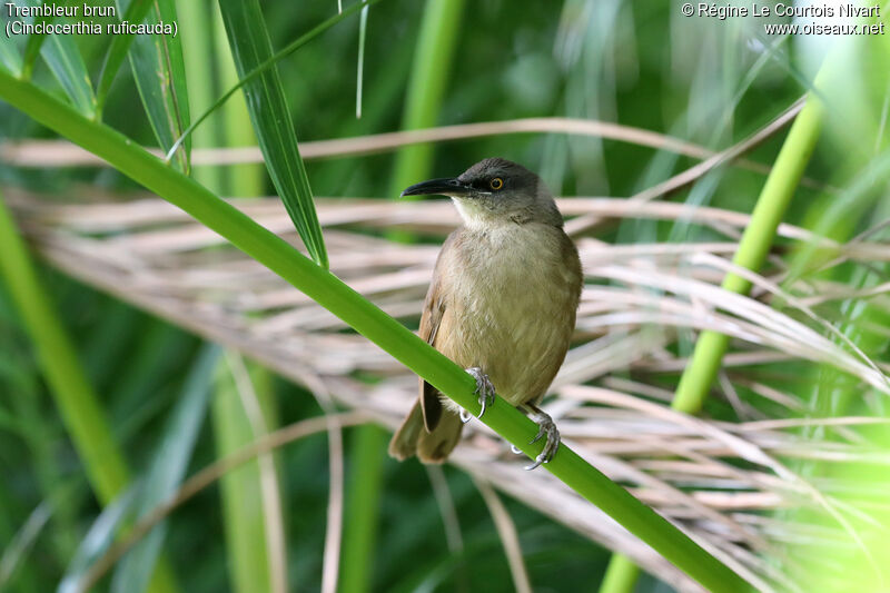 Brown Trembler