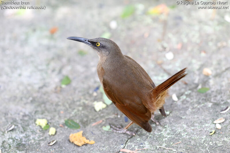 Brown Trembler