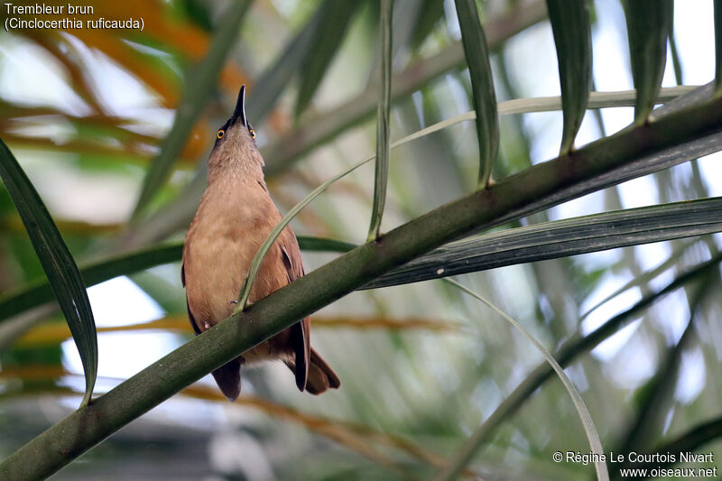 Brown Trembler