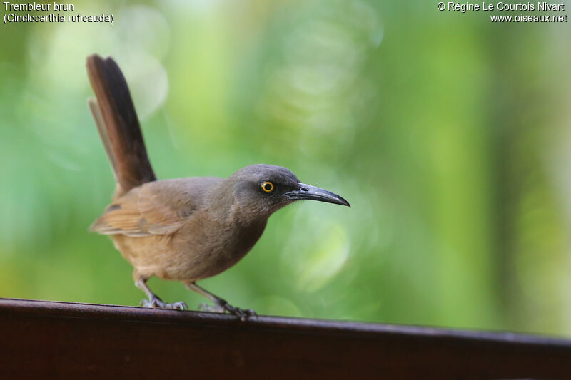 Brown Trembler