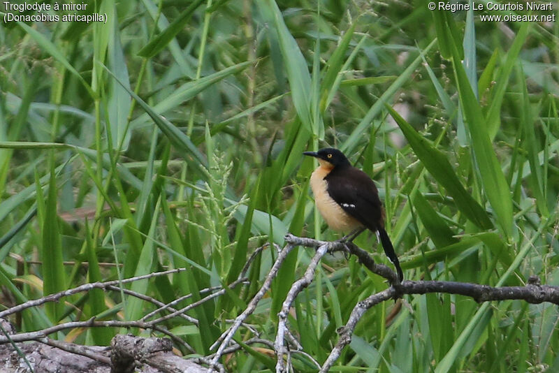 Black-capped Donacobius