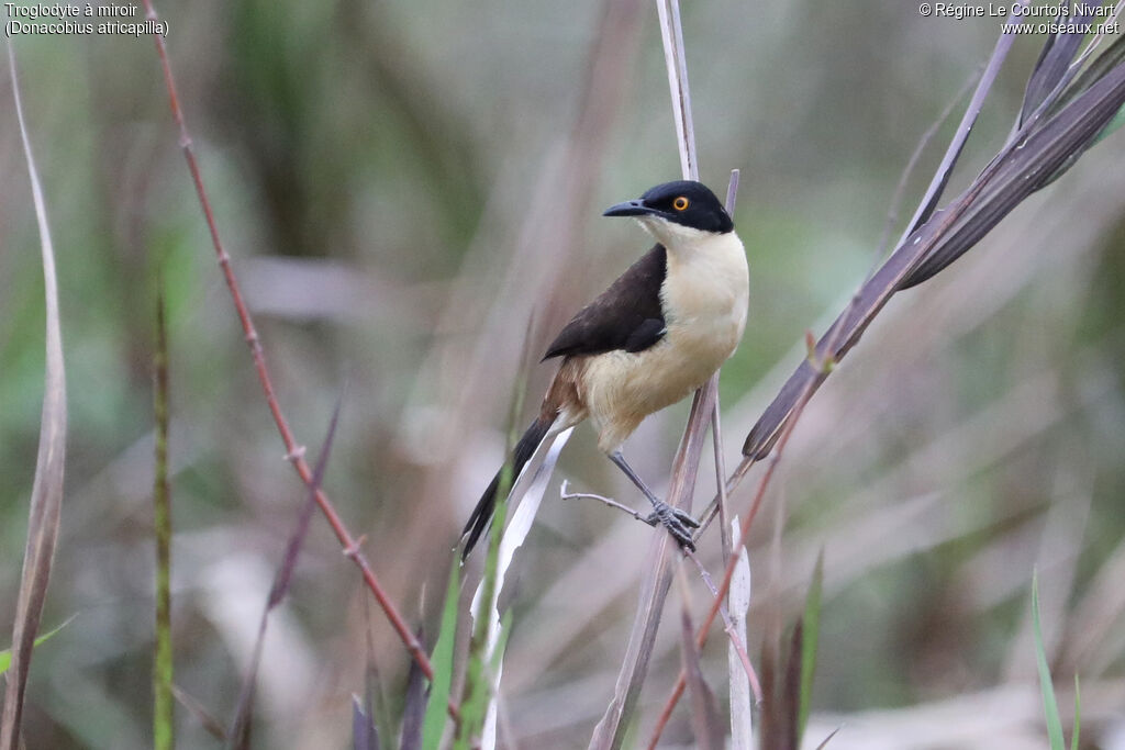 Troglodyte à miroir