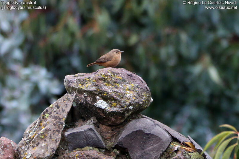 Southern House Wren