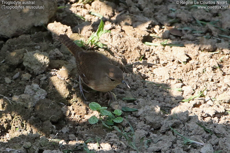 Southern House Wren