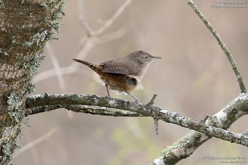 Troglodyte austral