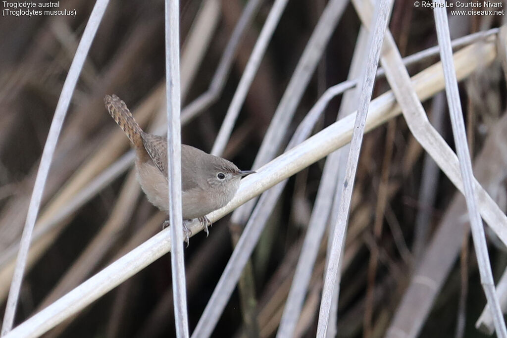 Troglodyte austral