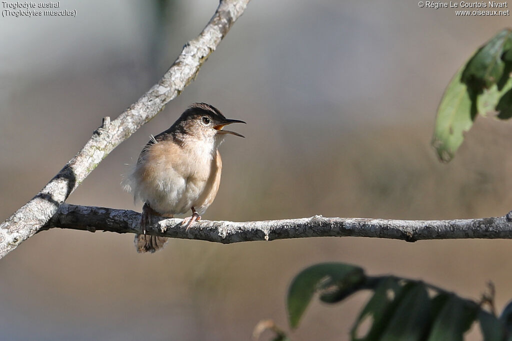 Southern House Wren