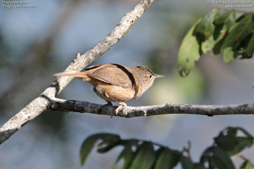 Southern House Wren