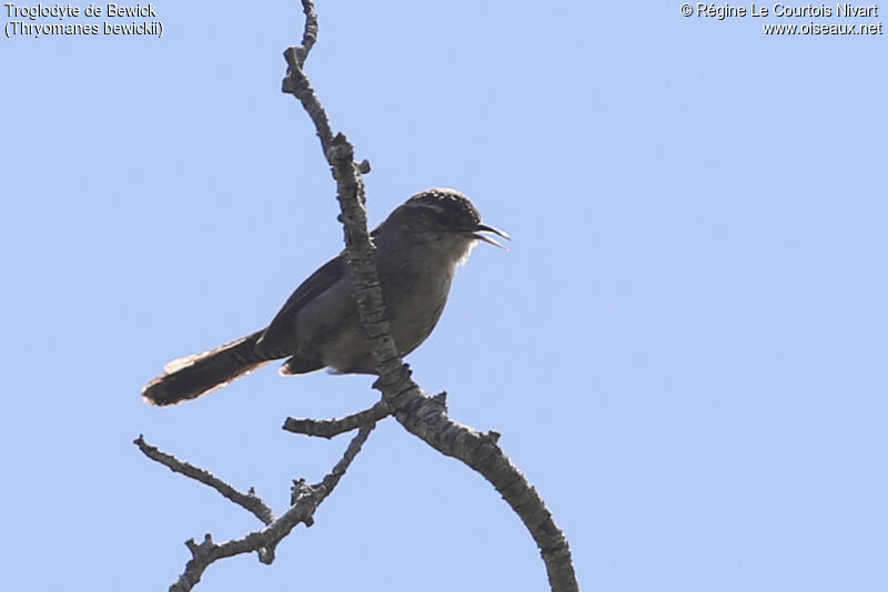 Bewick's Wren