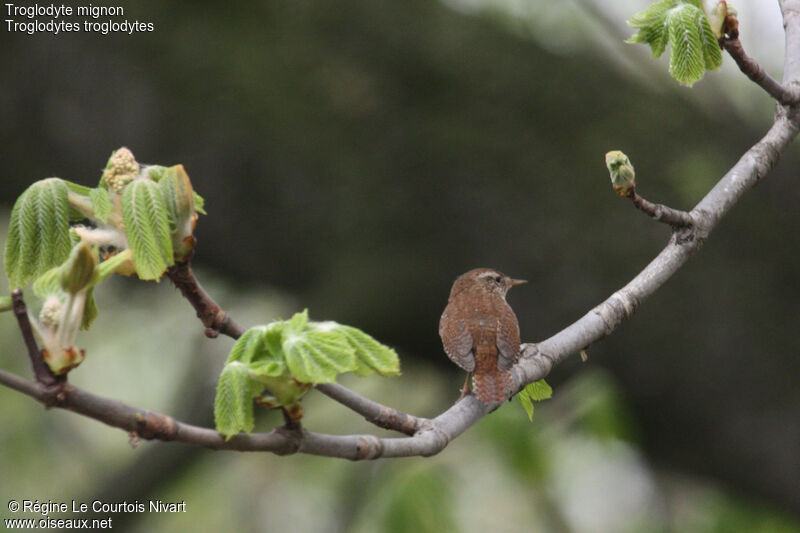 Eurasian Wren