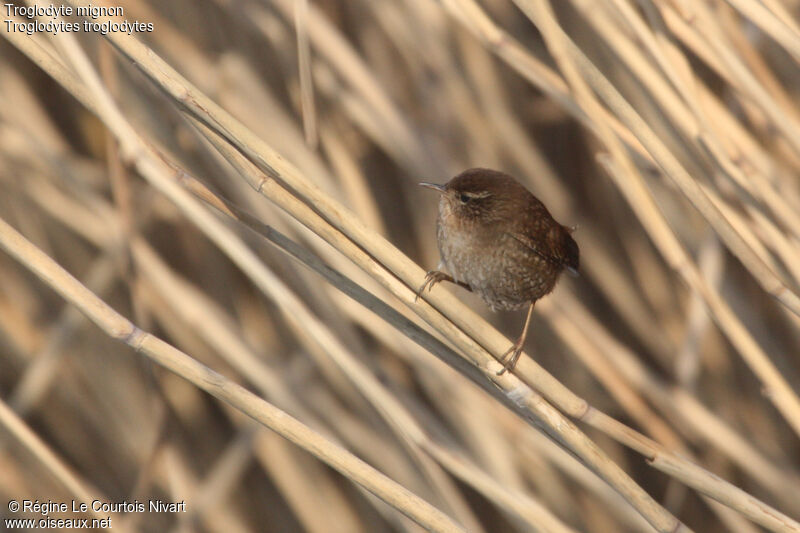 Eurasian Wren