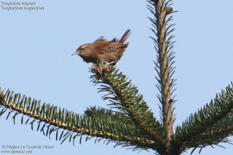 Eurasian Wren