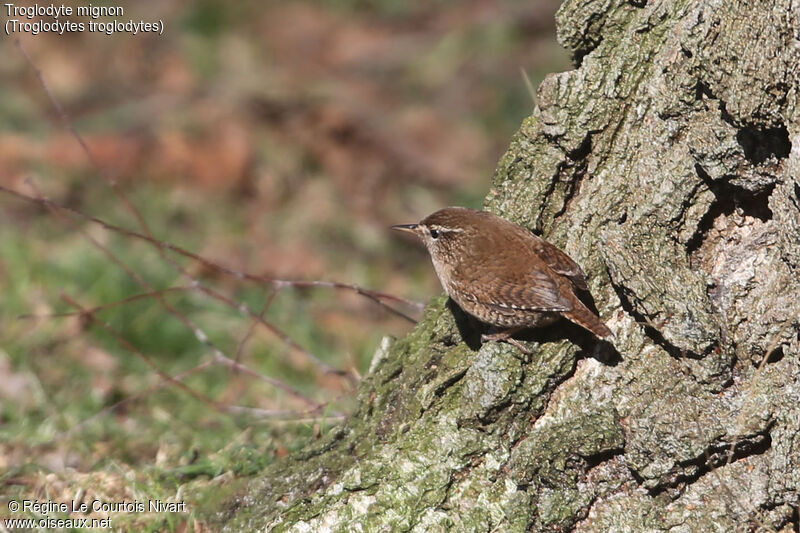 Eurasian Wren