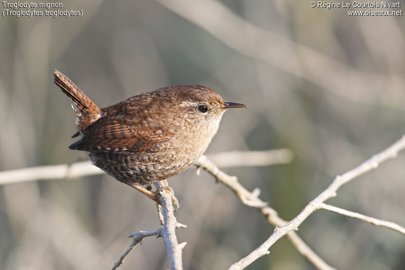 Eurasian Wren