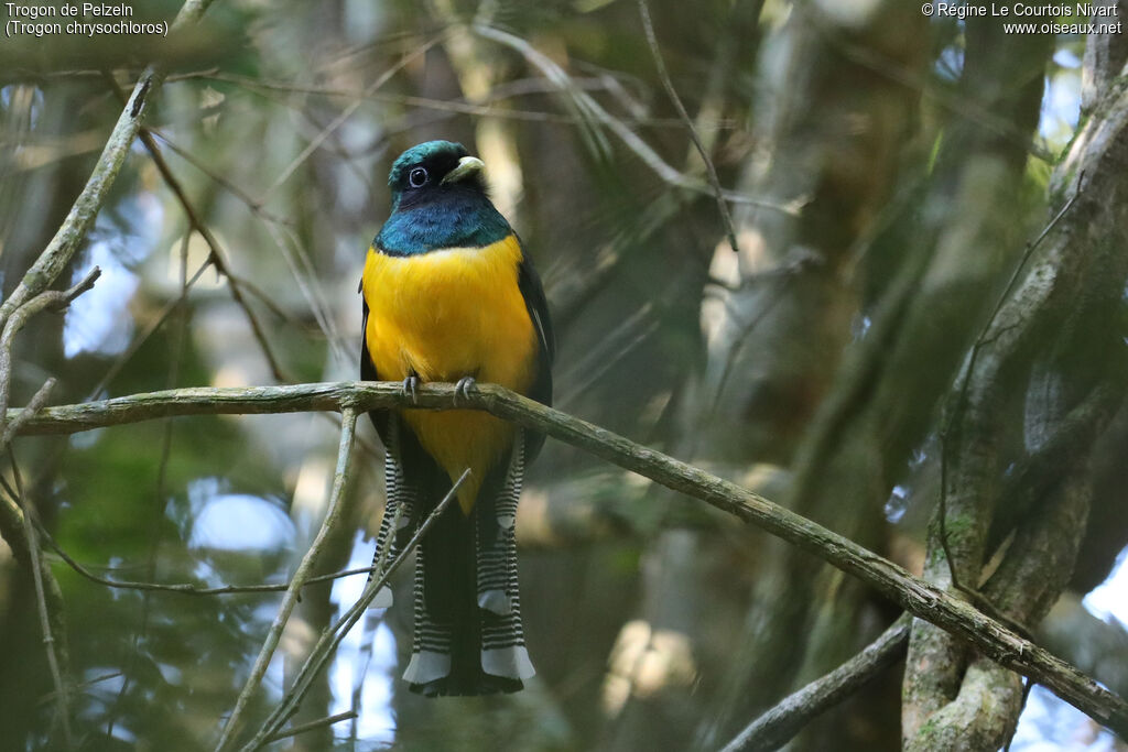 Trogon de Pelzeln mâle