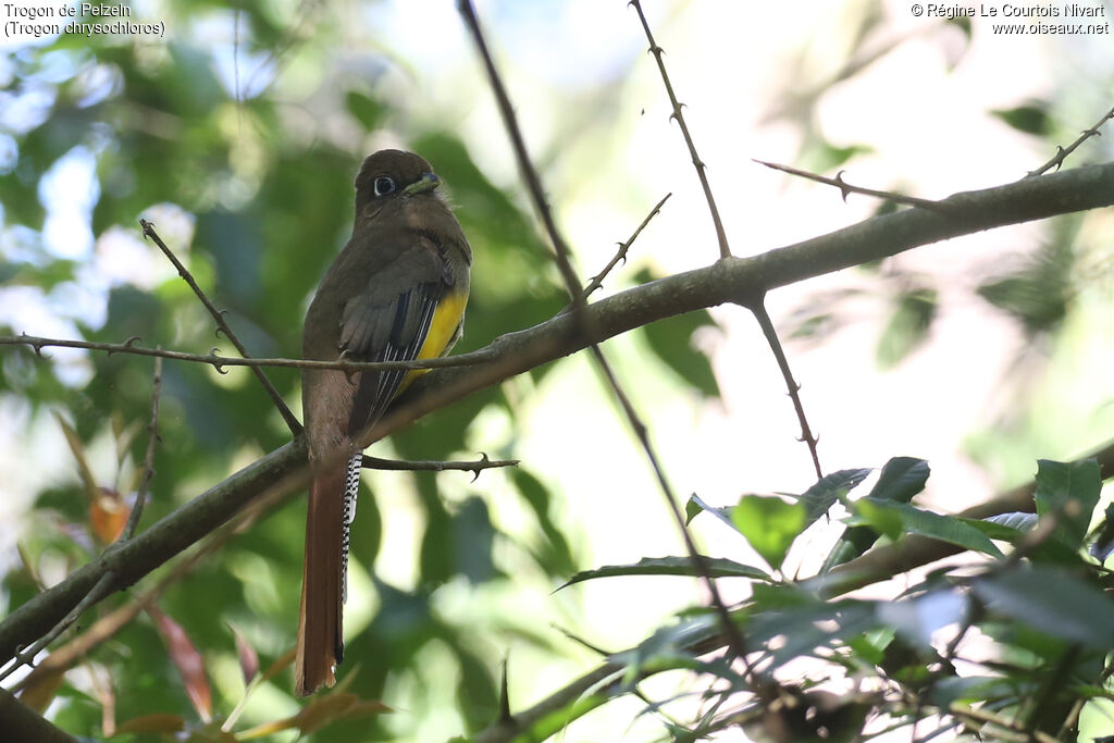 Atlantic Black-throated Trogon