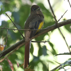 Trogon de Pelzeln