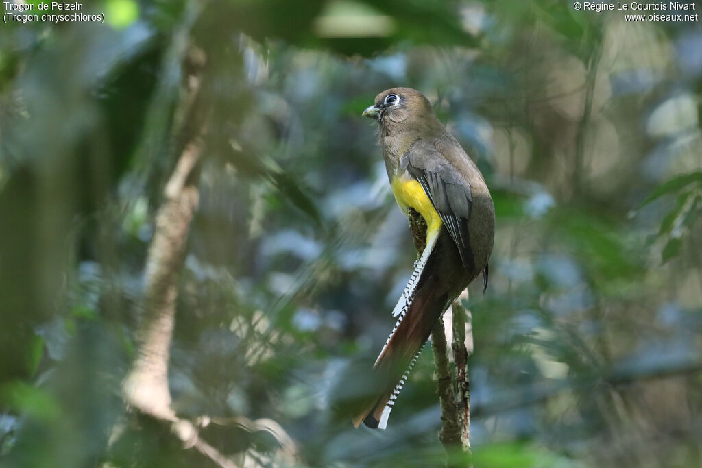 Trogon de Pelzeln