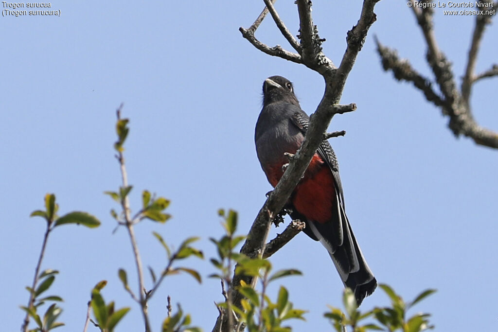 Trogon surucua femelle