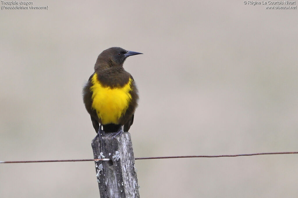 Brown-and-yellow Marshbird