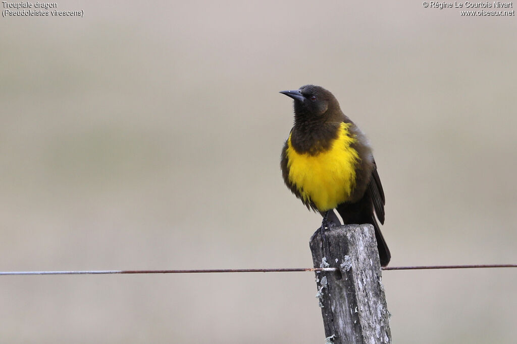 Brown-and-yellow Marshbird