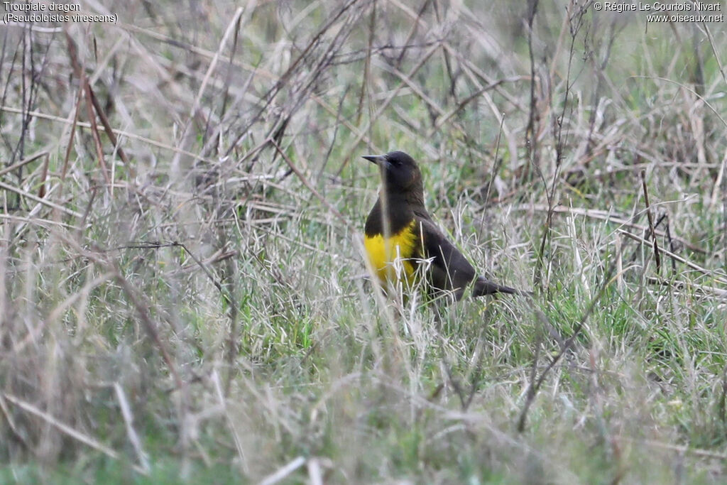 Brown-and-yellow Marshbird, habitat