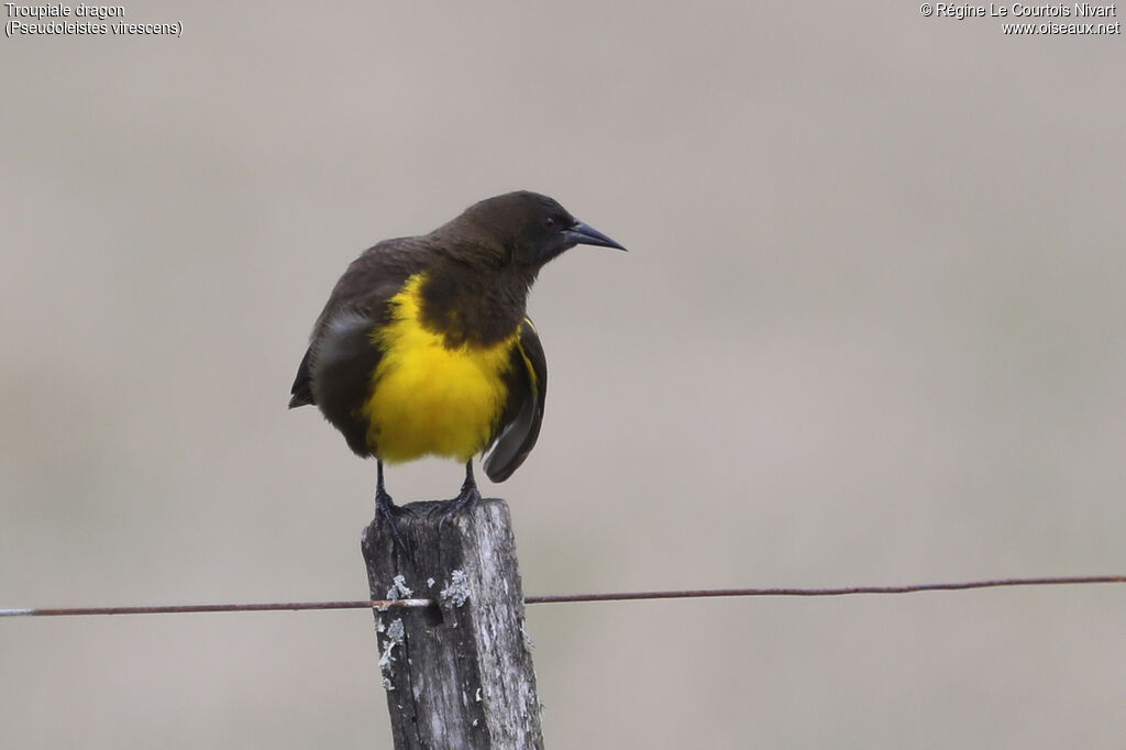 Brown-and-yellow Marshbird, close-up portrait