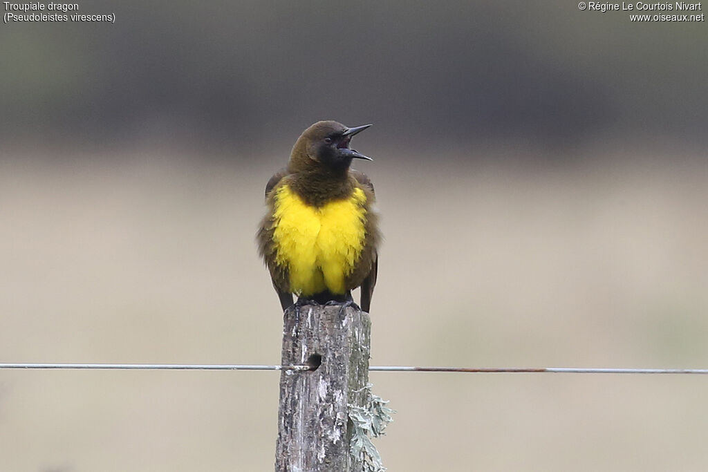 Brown-and-yellow Marshbird, song